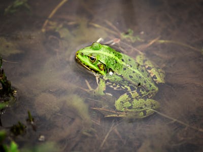 Water frog or green frog also known as the edible frog. Frog in the water close up macro.