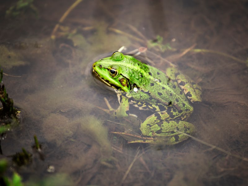 Water frog or green frog also known as the edible frog. Frog in the water close up macro.