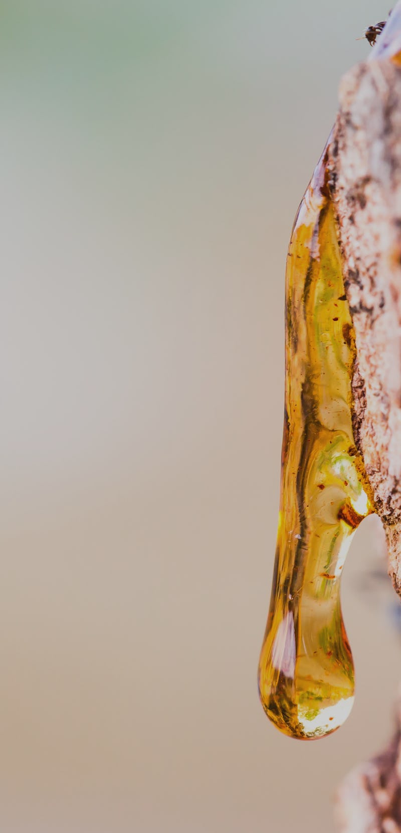 Why these 99-million-year-old bugs still shine like diamonds