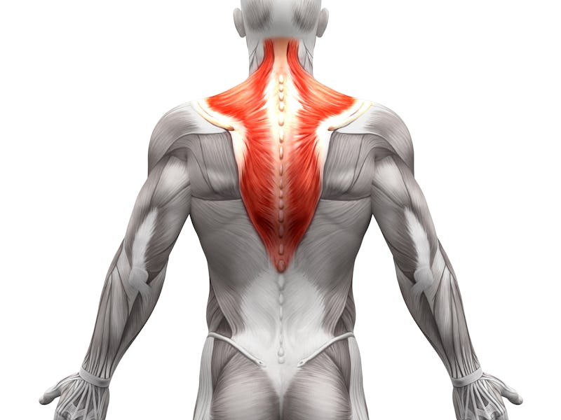 Trapezius - Anatomy Muscles isolated on white - 3D illustration