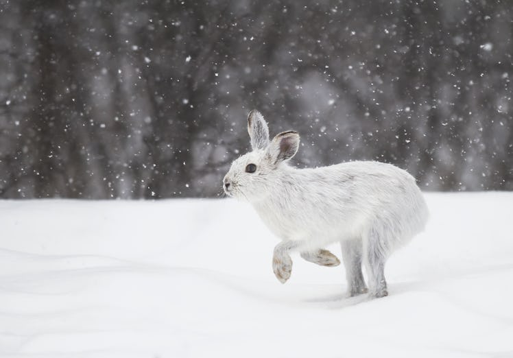 White snowshoe hare or Varying hare running in the falling snow in Canada