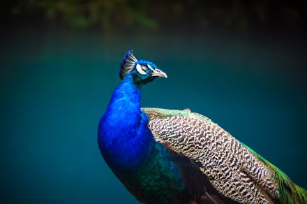 Beautiful peacock head. Portrait of beautiful peacock with feathers. Indian or blue peafowl. Peacock...