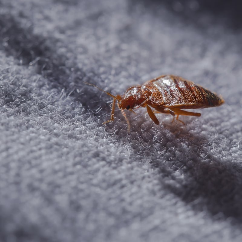 Bed bug Cimex lectularius  at night in the moonlight