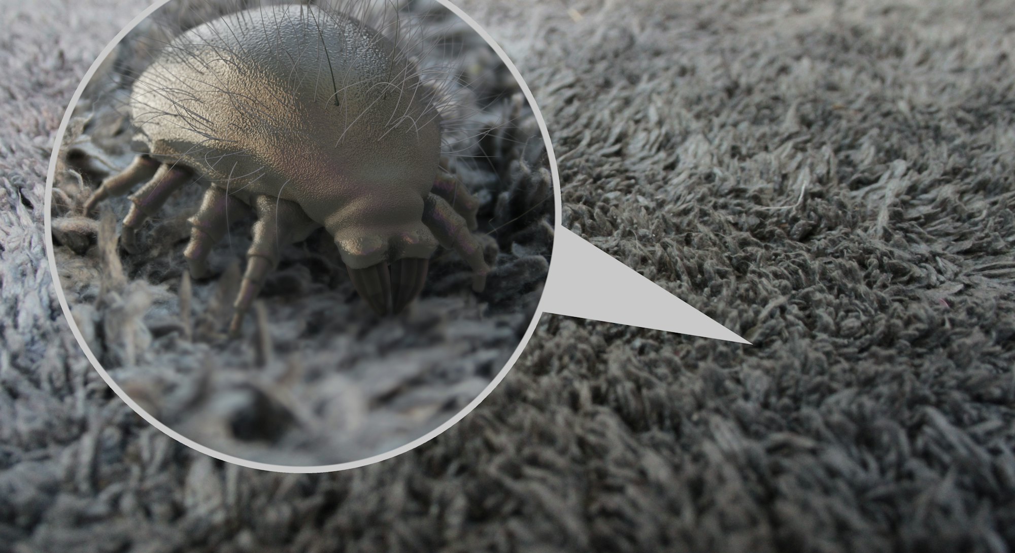 House dust mite - 3D Rendering