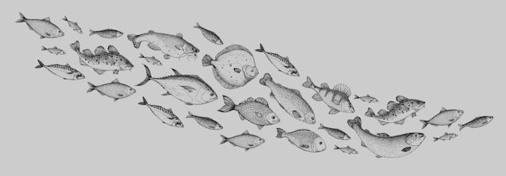 Fish sketch collection. Hand drawn vector illustration. School of fish vector illustration. Food men...