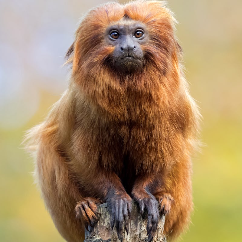 Golden lion tamarin