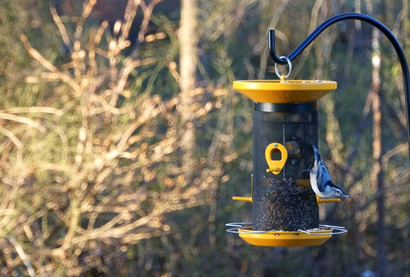 A beautiful blue nuthatch eating seeds on the bird feeder