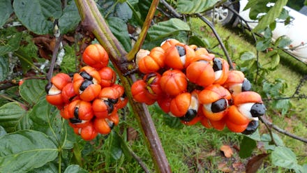 November 21, 2018. Guarana shrubs with fruits (Paullinia cupana). Location:
Maués. Amazon, Brazil