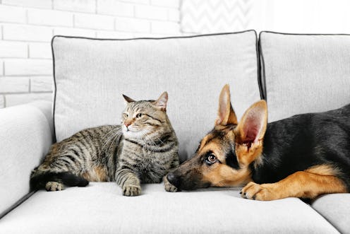 best couch covers for pets