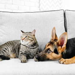 best couch covers for pets