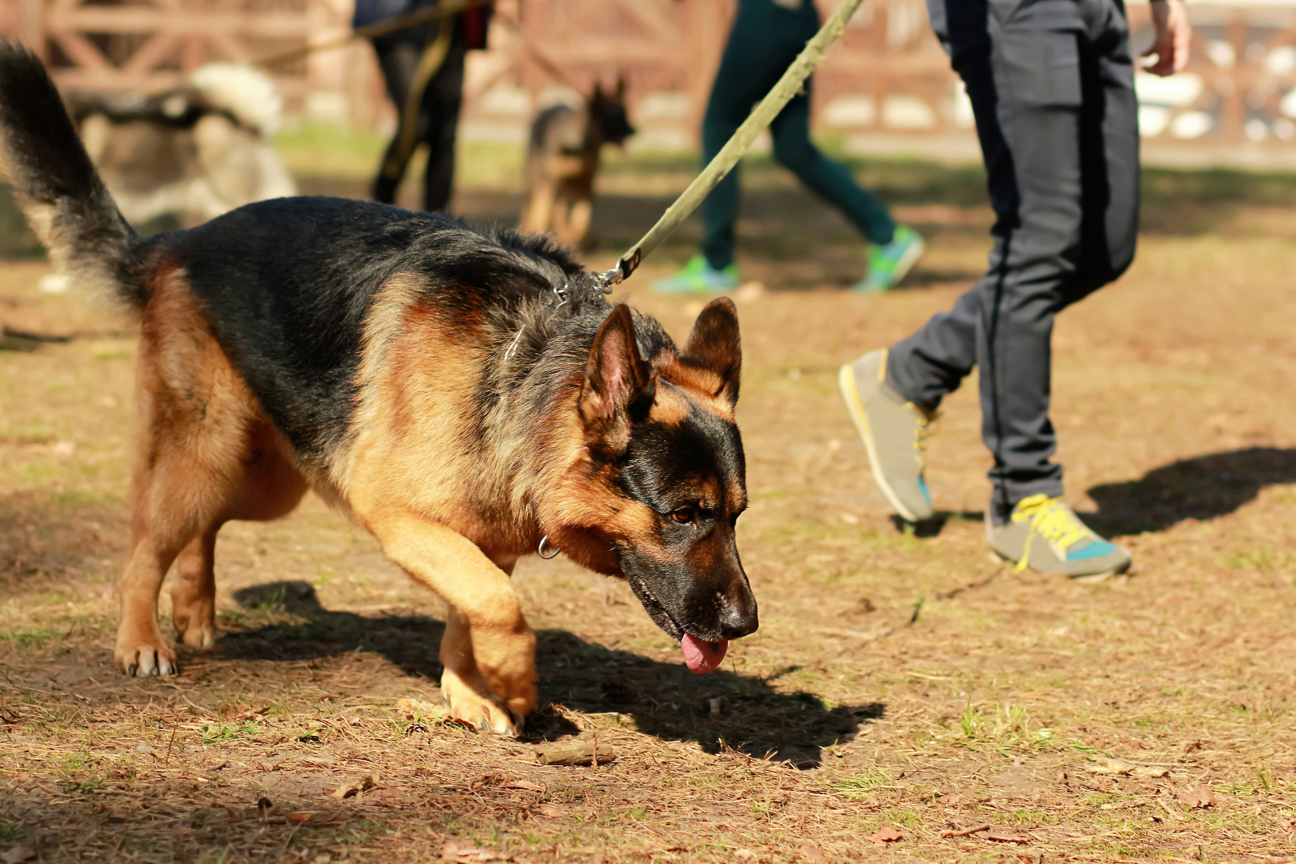 Dogs Were Trained To Smell Coronavirus In A New Study