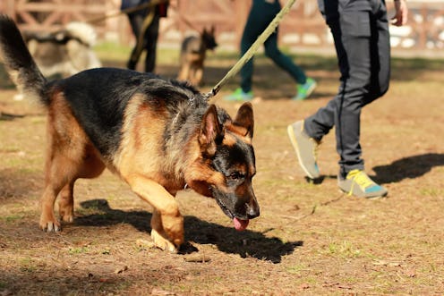 Dogs can sniff out coronavirus in people. 