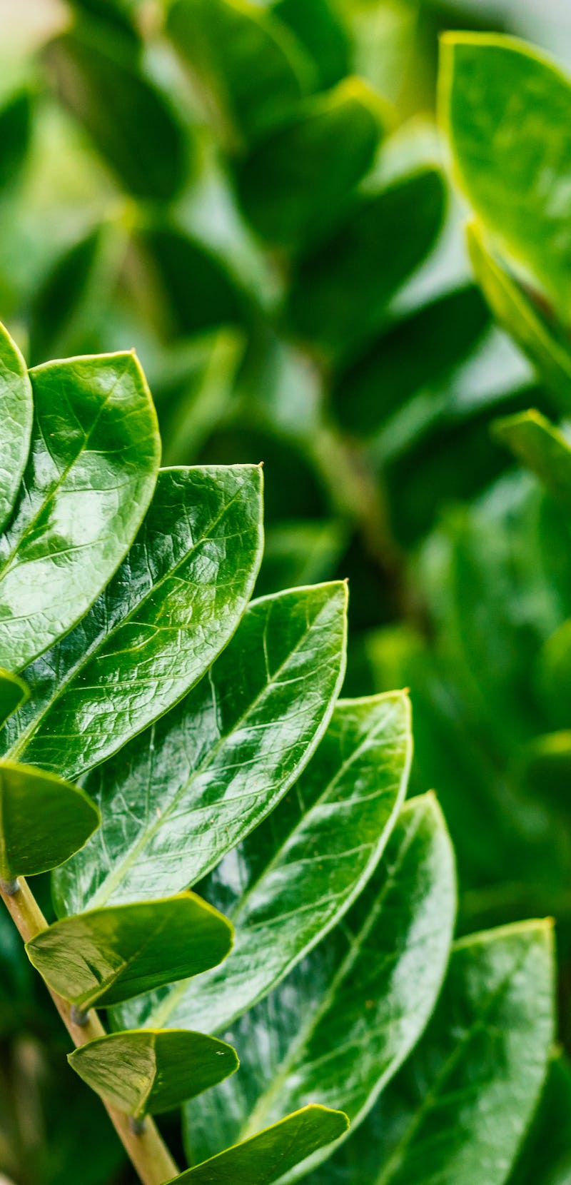 Zamioculcas zamiifolia. It's also known as Zanzibar gem, ZZ plant, Zuzu plant, aroid palm, eternity ...