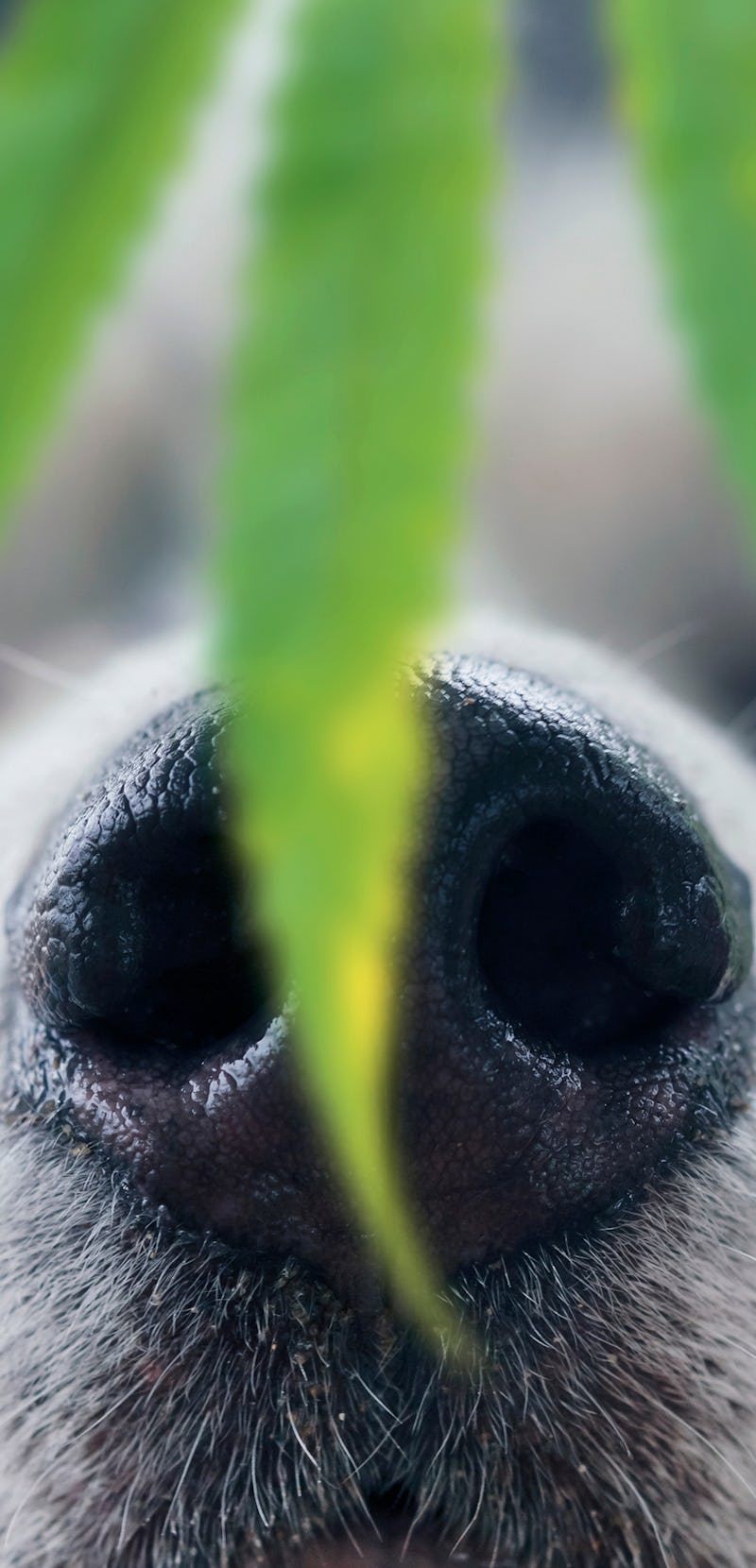 Husky dog sniffing a leaf of marijuana