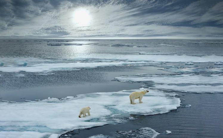 polar bear sow and cub walk on ice floe in norwegian arctic waters and illustrated against sun in di...