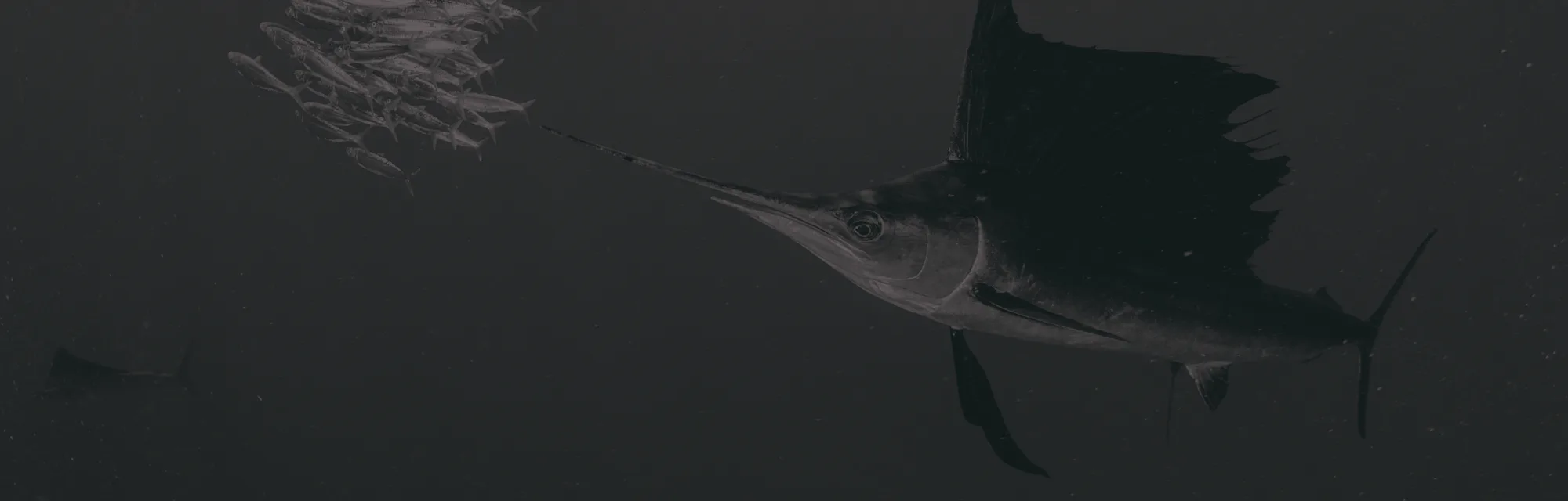 sailfish and fish ball