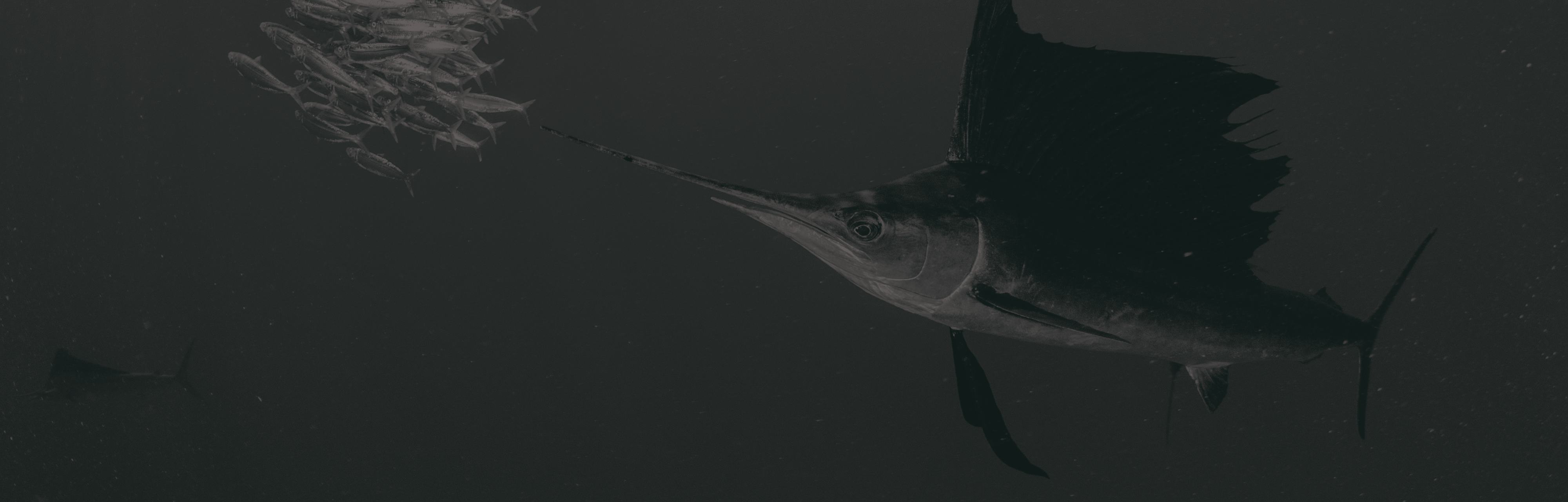 The Deepwater Horizon: A Deep Dive into the 2010 Oil Spill The Deepwater Horizon: A Deep Dive into the 2010 Oil Spill