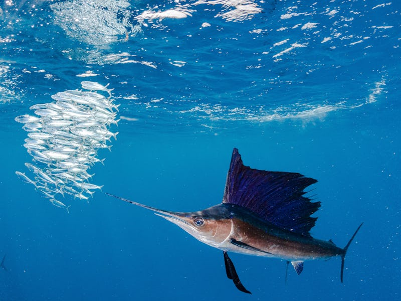 sailfish and fish ball