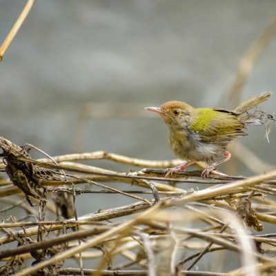 A matured common tailorbird feathers stuck to its back after defecation 