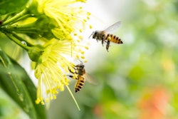 How to plant a pollinator flower garden that will attract bees. 