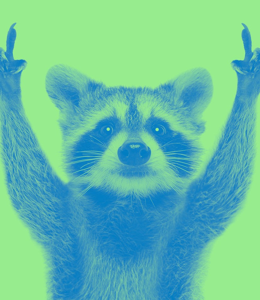 Portrait of a funny raccoon showing a rock gesture isolated on white background