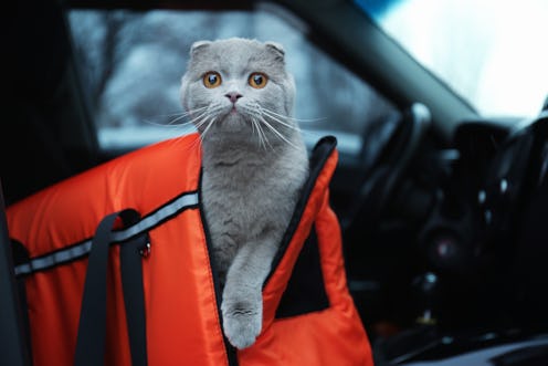 best cat carriers for scared cats