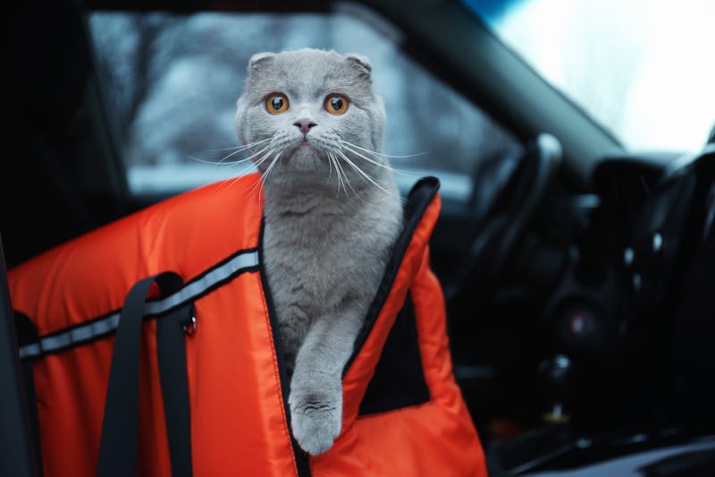 best cat carriers for scared cats