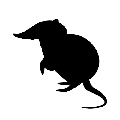 Black and rufous elephant shrew,vector illustration, black silhouette