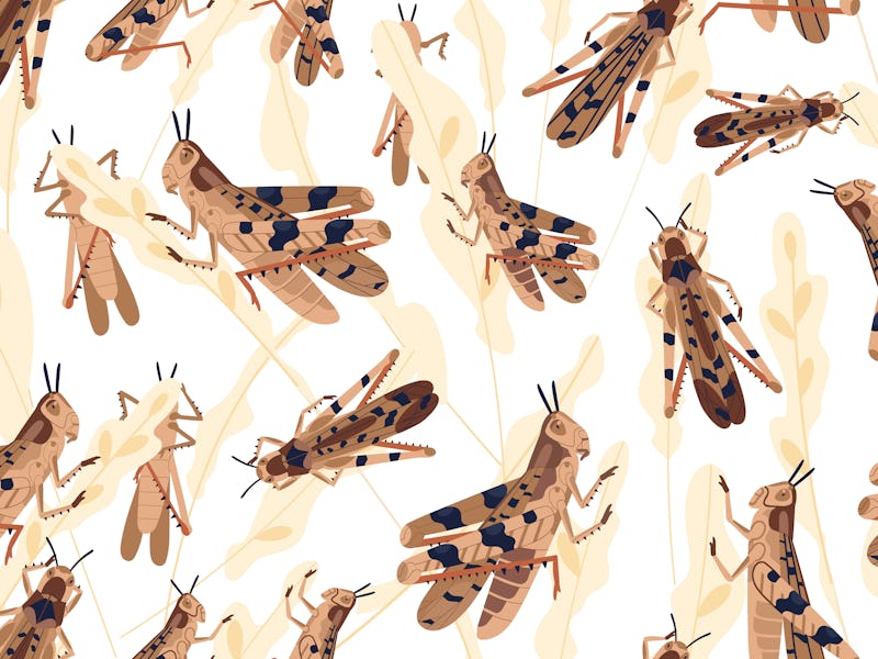 Swarm of locusts attacking rice crop seamless pattern. Grasshoppers on ripe seed head vector illustr...