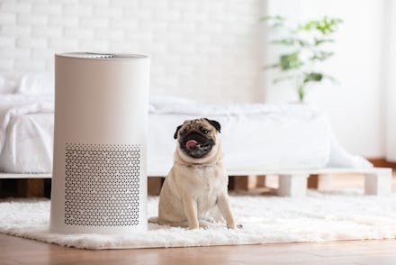 Dog Pug Breed and Air purifier in cozy white bed room for filter and cleaning removing dust PM2.5 HE...