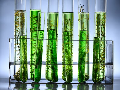 algae biofuel tube in biotech laboratory, Photobioreactor in lab algae fuel biofuel industry