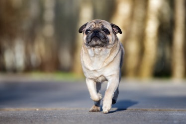 adorable pug dog walking in the park