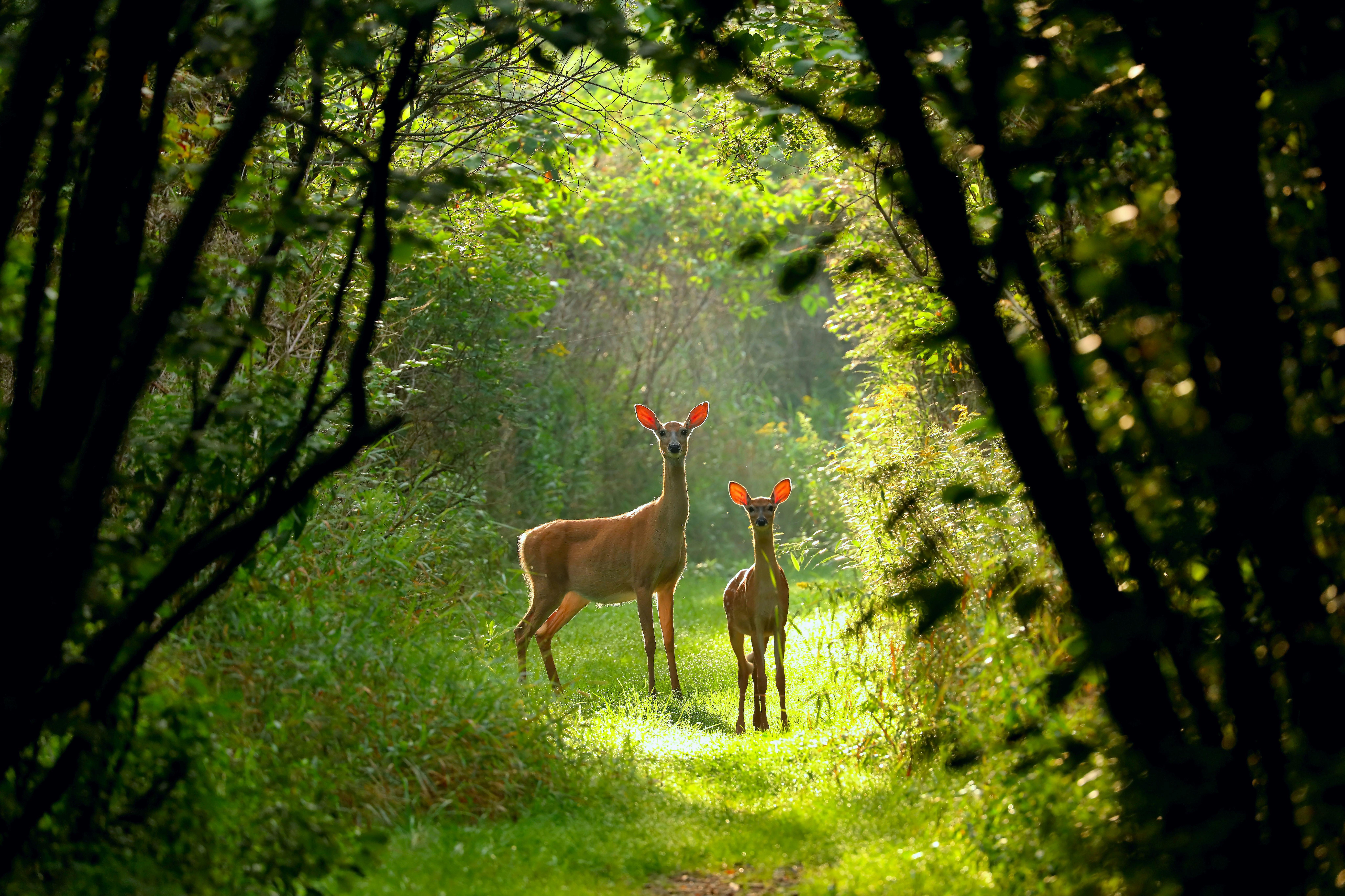 White-tailed deer(Odocoileus virginianus), Virginia deer - hind with fawn on a forest path at dawn,n...