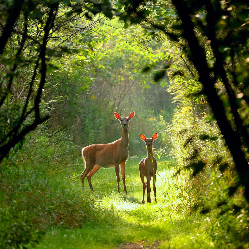 White-tailed deer(Odocoileus virginianus), Virginia deer - hind with fawn on a forest path at dawn,n...