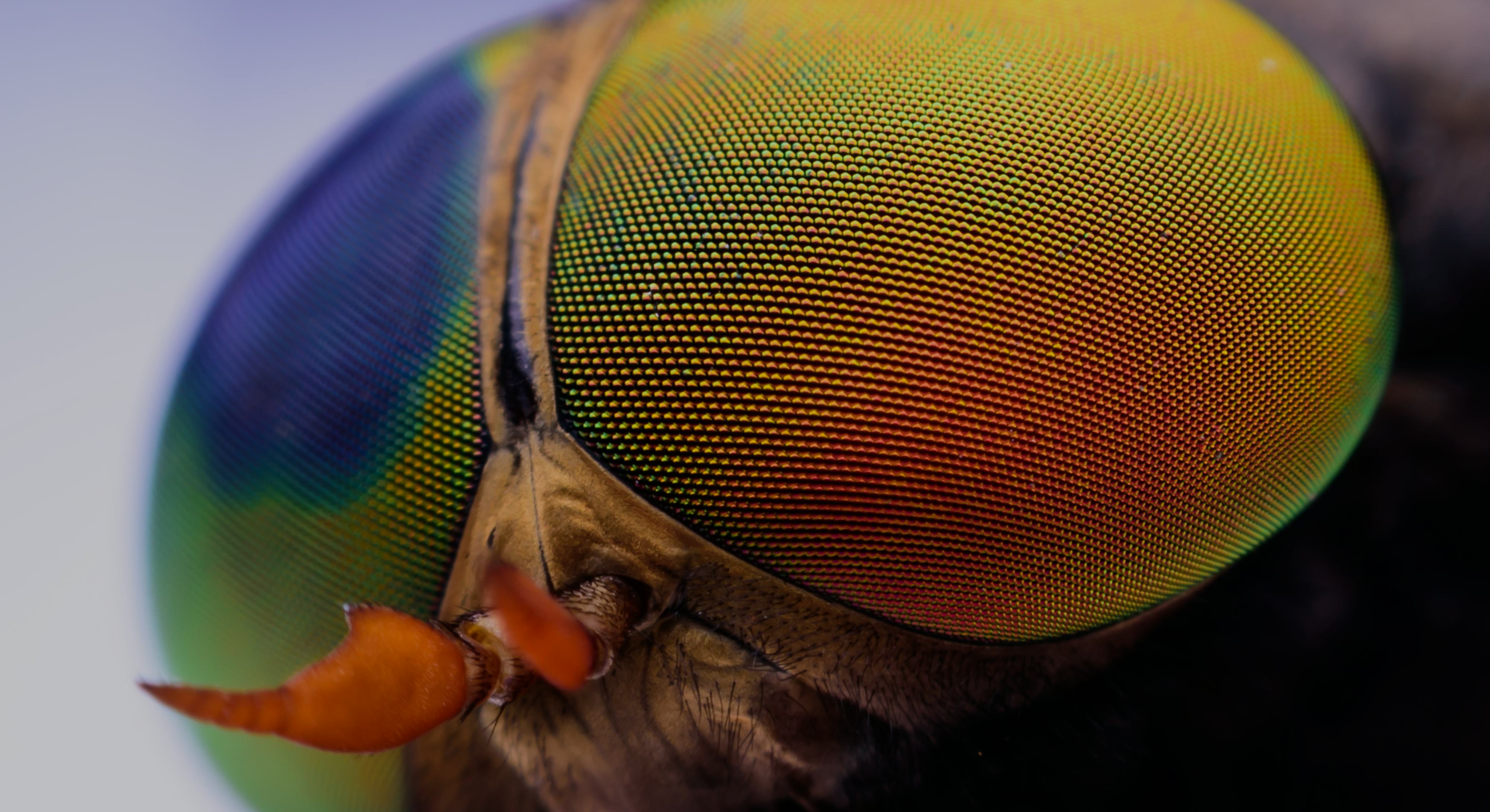 4 ways insects are inspiring the future of robotics