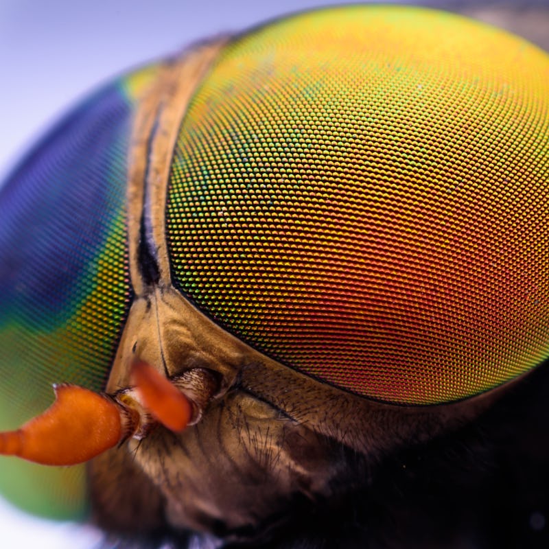 4 ways insects are inspiring the future of robotics