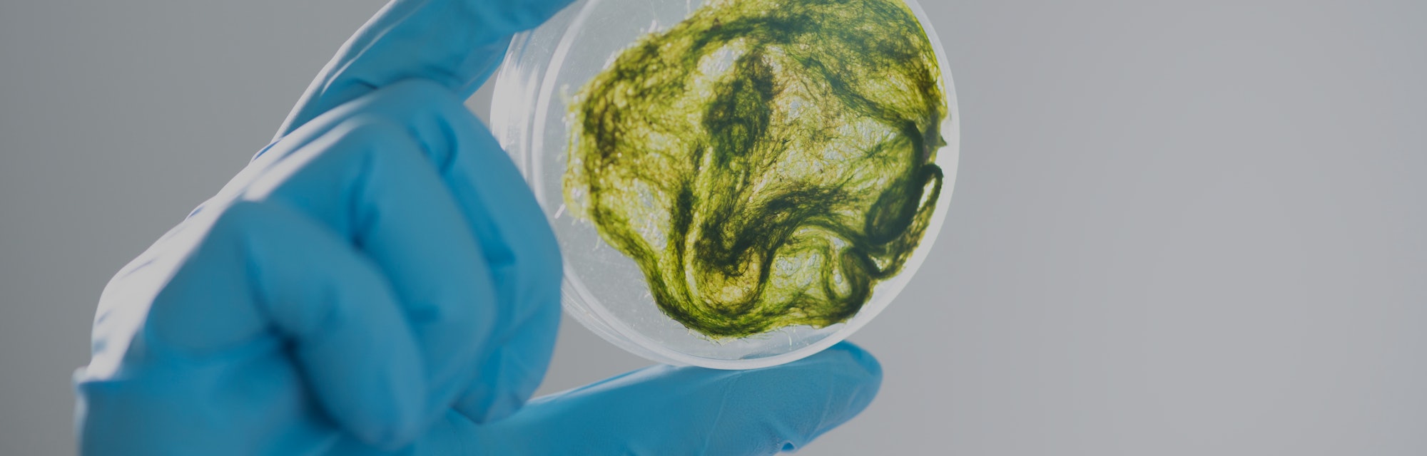 A hand wearing a light blue lab glove can be seen holding a sample of bright green algae in a spheri...