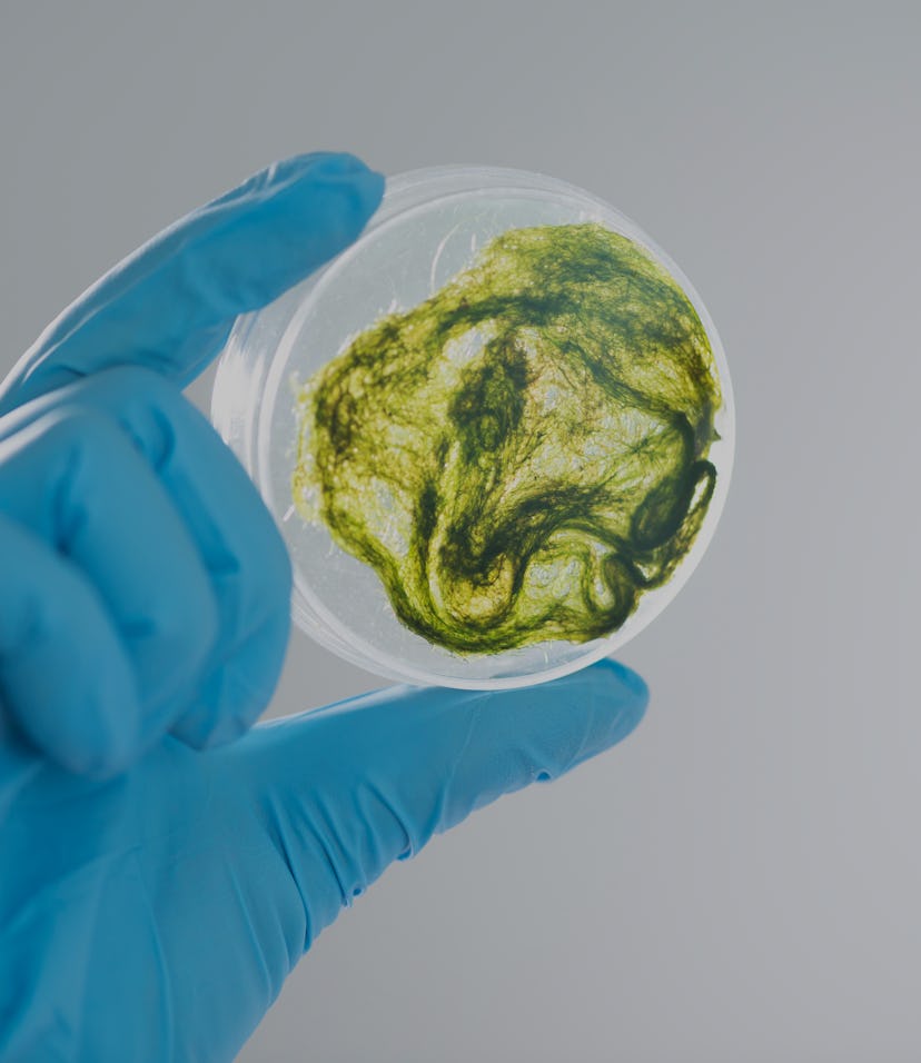 A hand wearing a light blue lab glove can be seen holding a sample of bright green algae in a spheri...