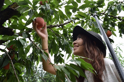 A happy woman reaches up to pick a peach at a peach farm. 