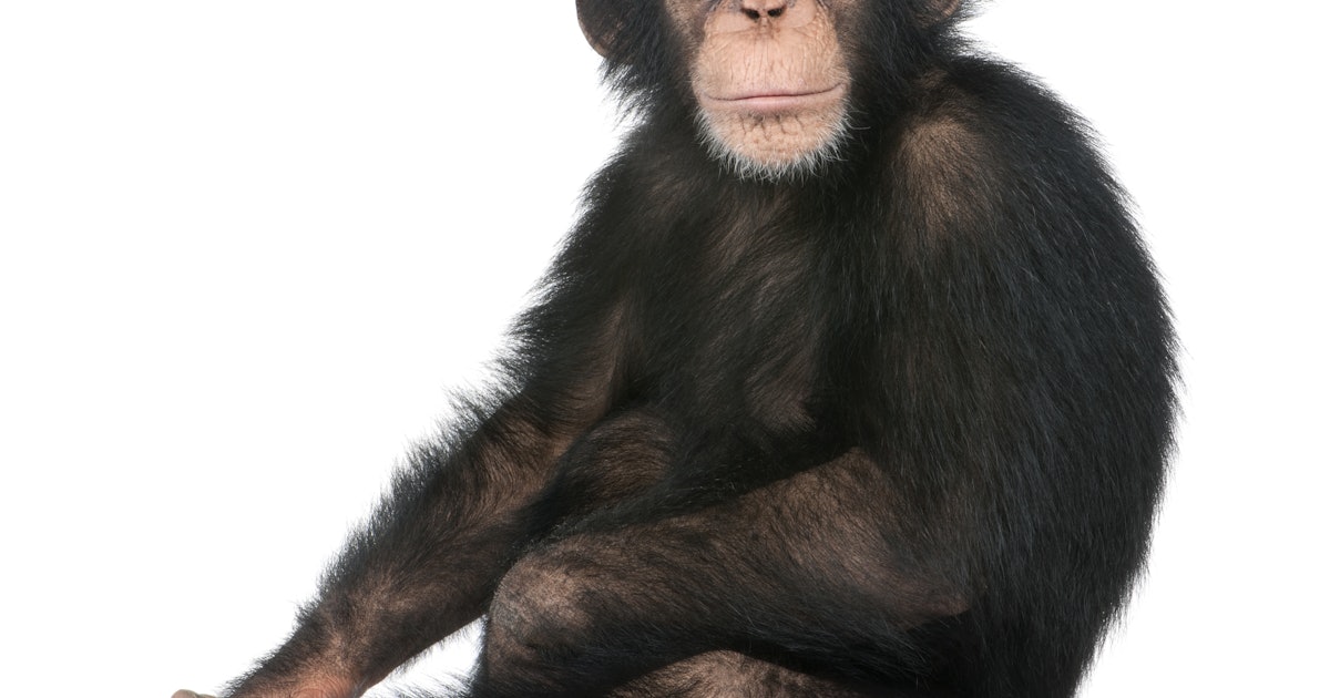 How chimpanzees helped African rainforests recover from collapse