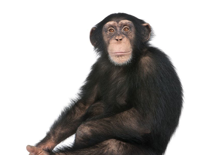 Young Chimpanzee sitting - Simia troglodytes (5 years old) in front of a white background
