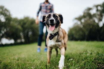 man training dog in the park