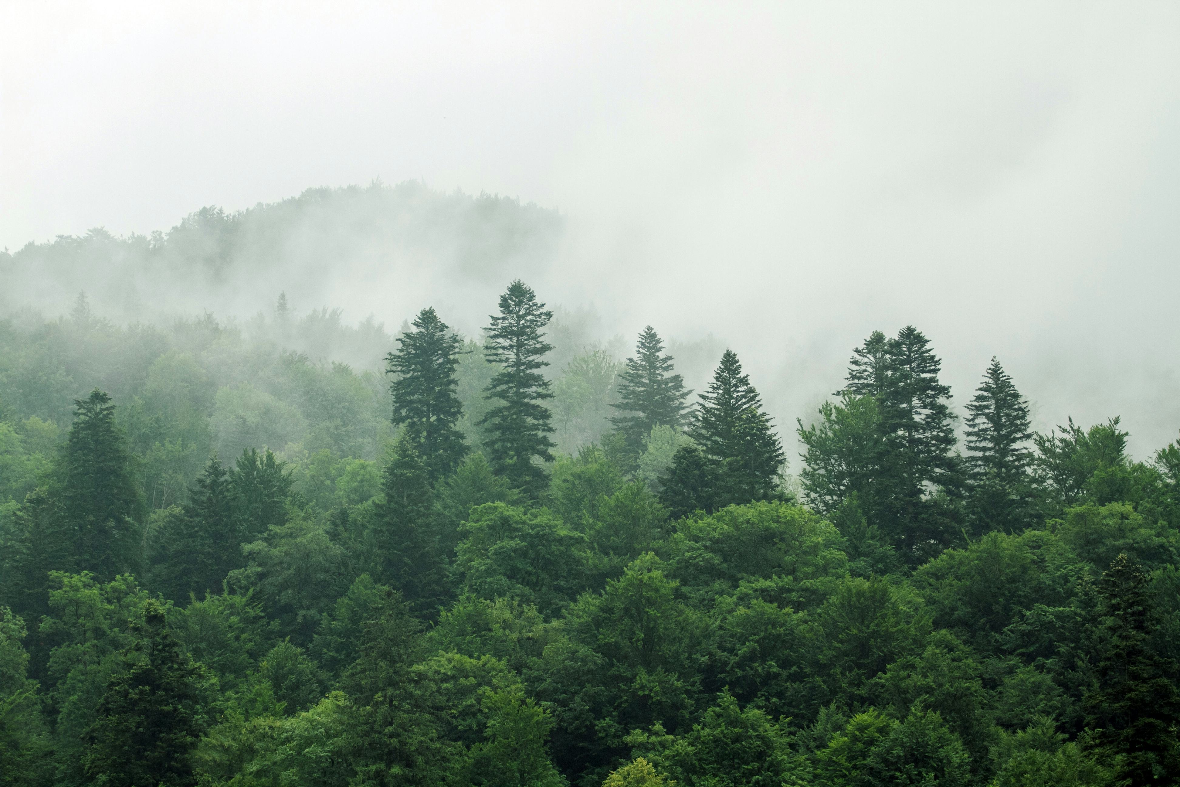 Healthy green trees in a forest of old spruce, fir and pine. Spruce trees down the hill to coniferou...