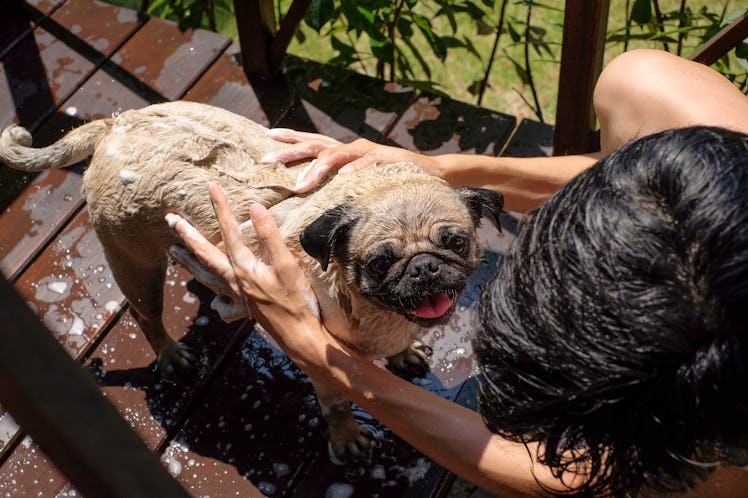 A woman gives her pug a bath in the backyard. 