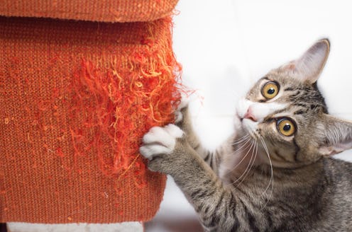 best cat repellent sprays