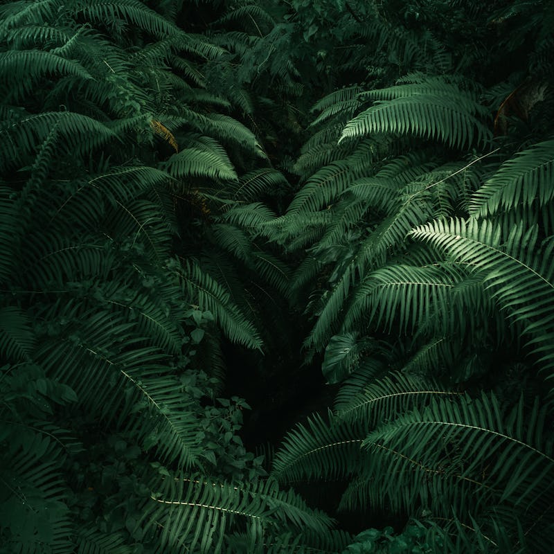 Ferns in the forest, Bali. Beautiful ferns leaves green foliage. Close up of beautiful growing ferns...