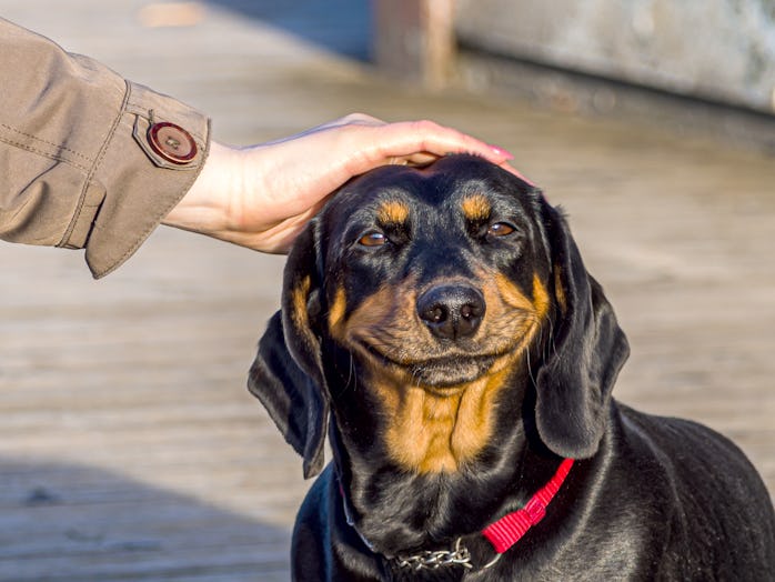 cute puppy Happy dog. smiling cute puppy dachshund. Funny and happy dog face. Female Hand Petting a ...