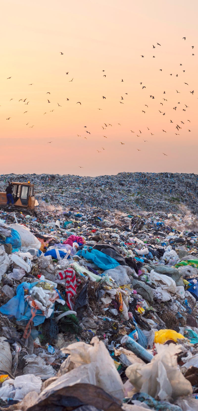 Birds gulls fly over a landfill in Europe, like over a huge sea of garbage in search of food. Waste ...