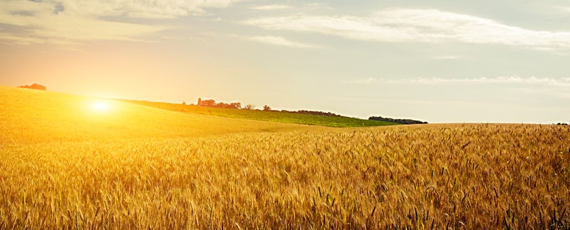 Wheat crop field Sunset Landscape 