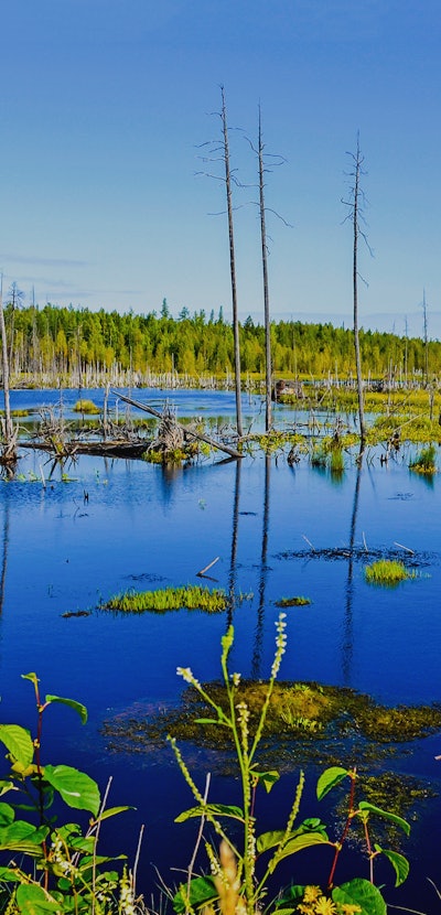 Swamp marshland water landscape. Swamp land backwater panorama. Swamp trees bog backwater view